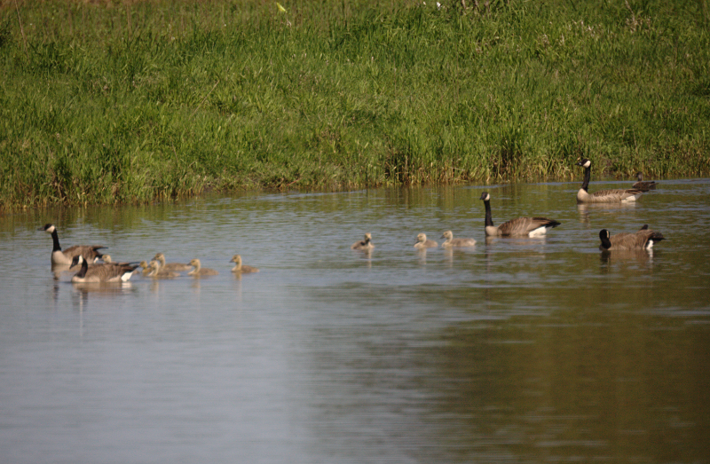 Canada Goose goslings