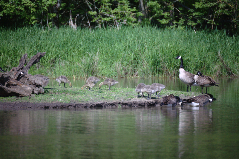 Canada Goose goslings