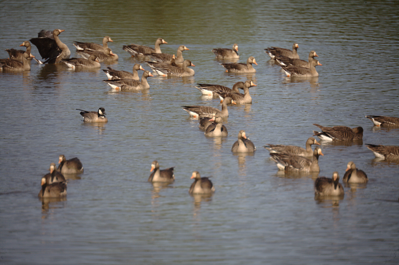 White-fronted Geese