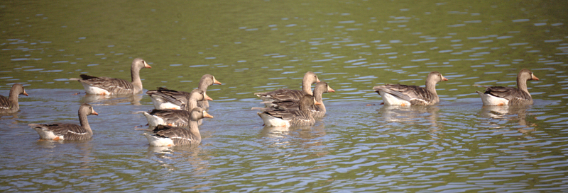 White-fronted Geese