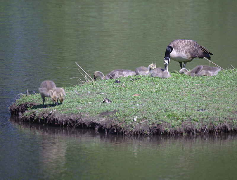 Canada Goose goslings