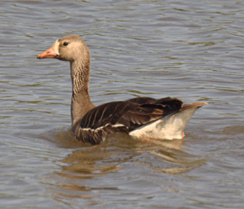 White-fronted Goose