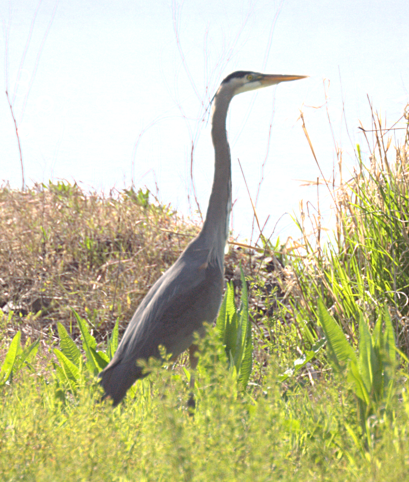 Great Blue Heron