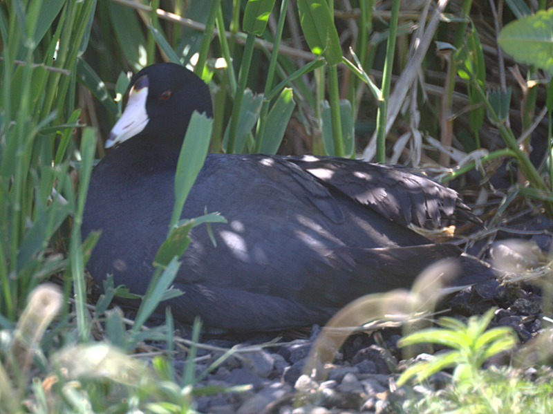 Canada Goose goslings