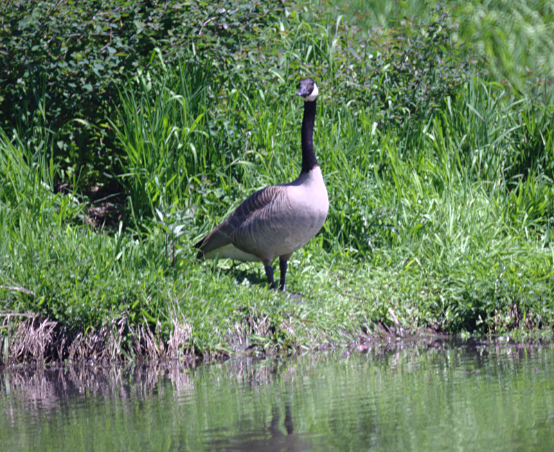 Canada Goose father