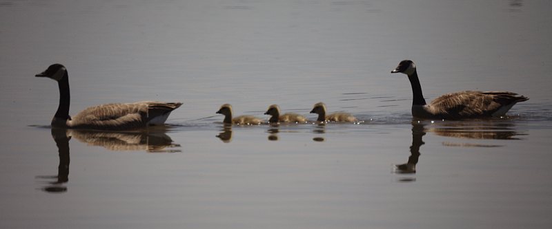 Canada Goose goslings