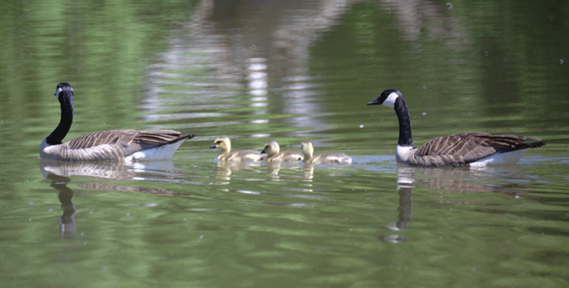 Canada Goose goslings