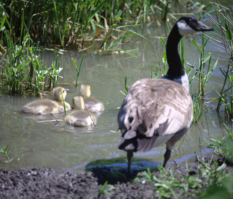 Canada Goose goslings