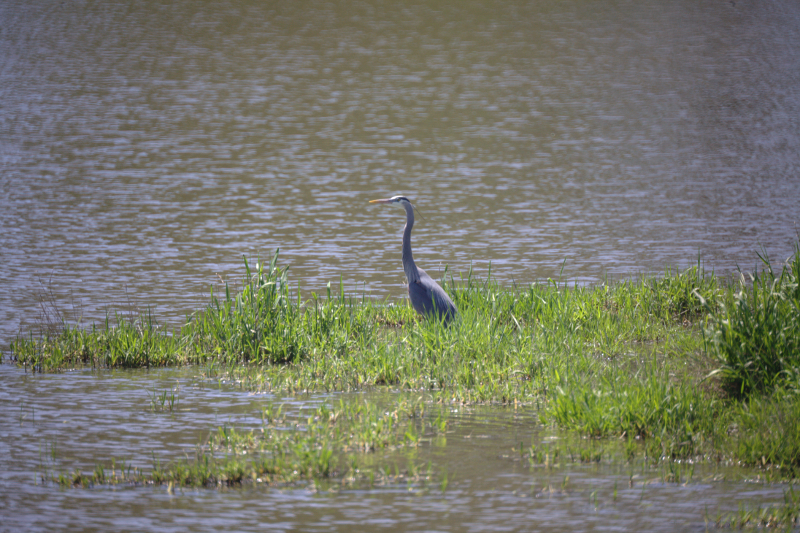 Canada Goose goslings