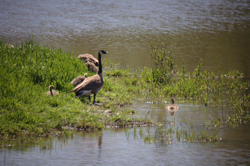 Canada Goose goslings