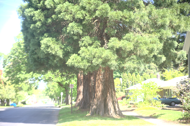 Canada Goose goslings