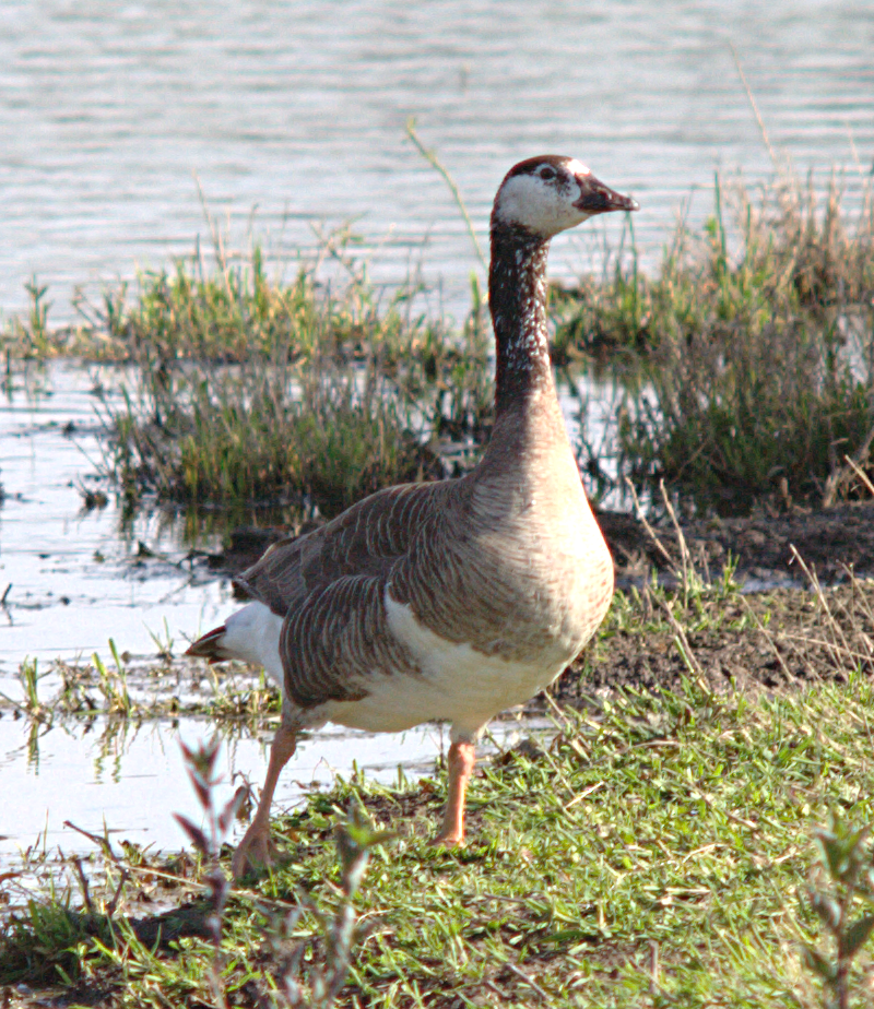 Greyland Goose -- Canada Goose hybrid