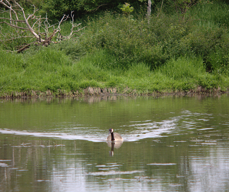 Canada Goose father