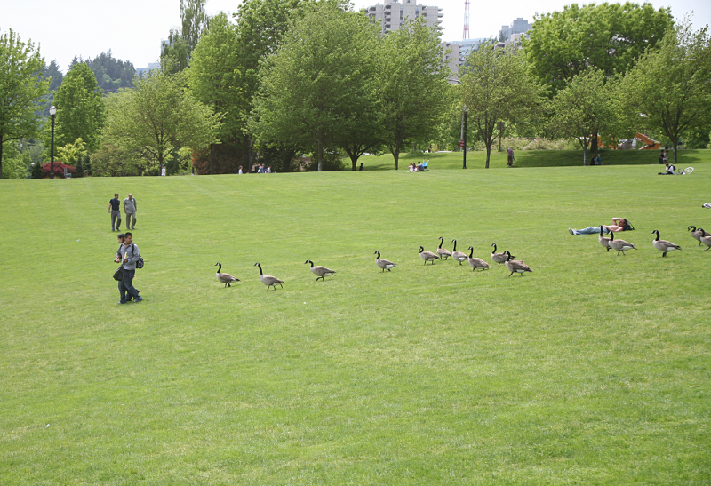 Canada Geese following