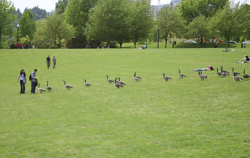 Canada Geese following