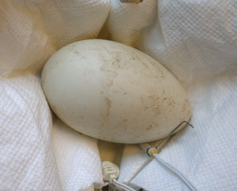 Goose egg