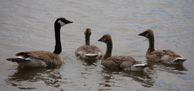 Canada Goose goslings