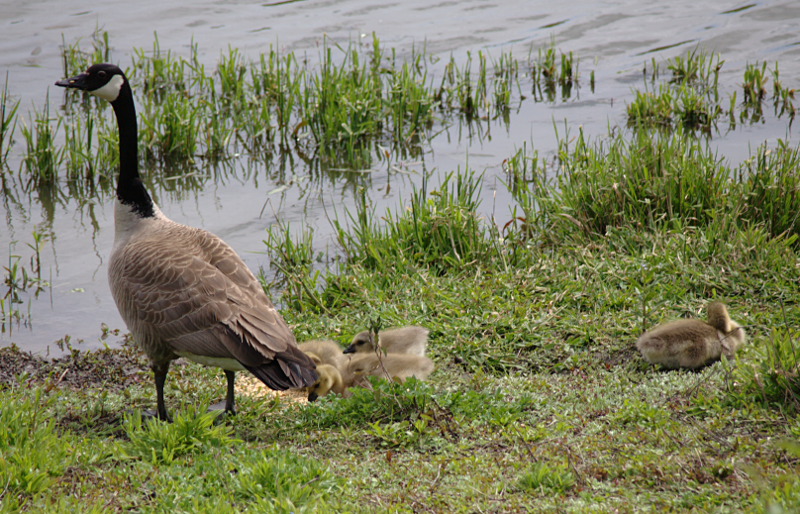 Canada Goose goslings