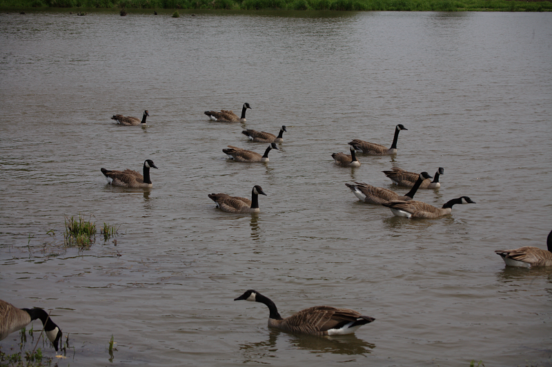 Canada Geese
