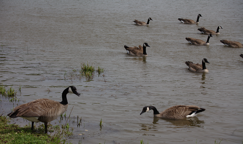 Canada Geese