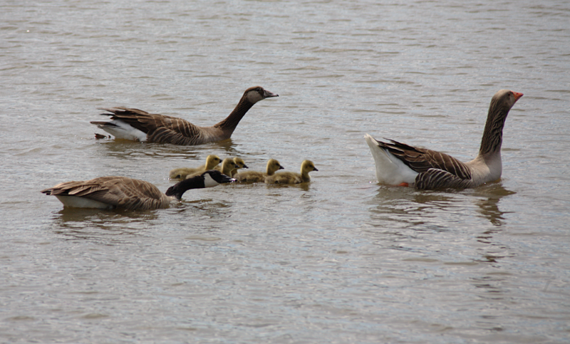 Greylag Goose Family with goslings