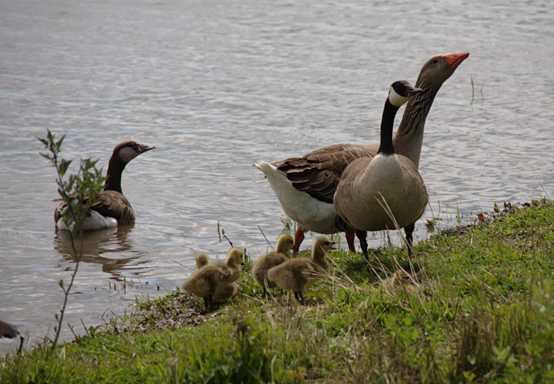 Greylag Goose Family with goslings