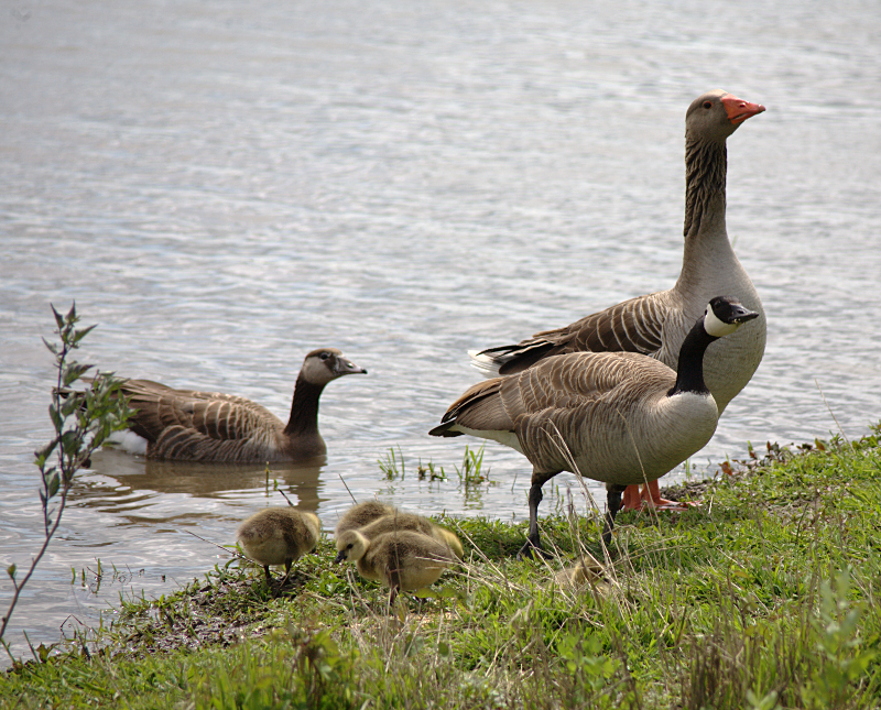 Greylag Goose Family with goslings