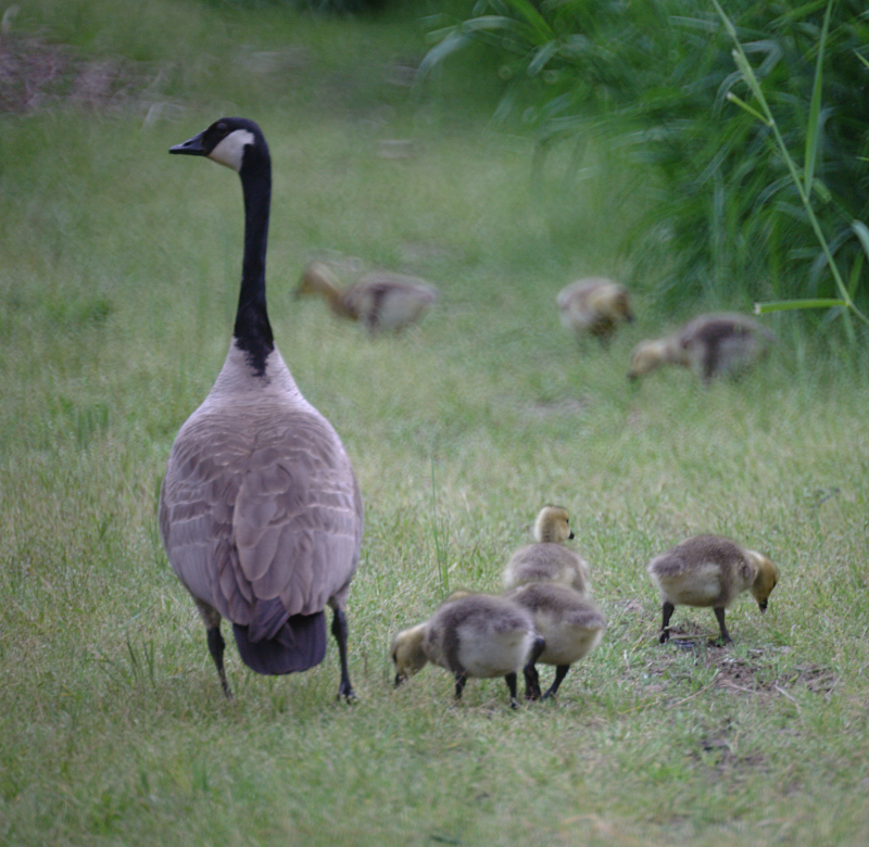 Canada Goose goslings