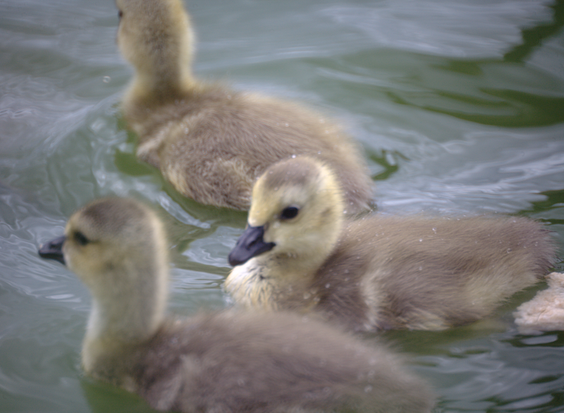 Canada Goose goslings