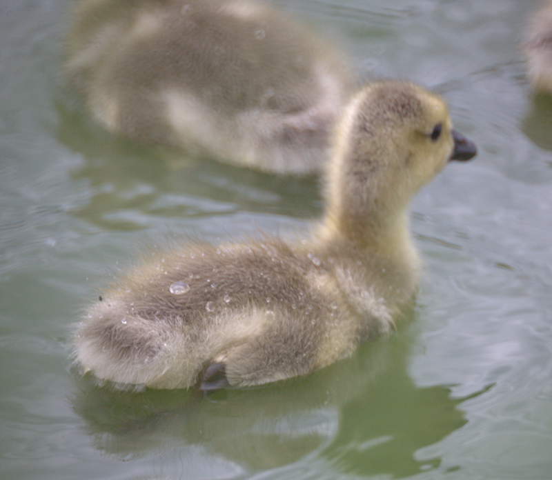 Canada Goose goslings