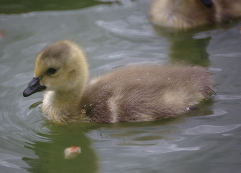 Canada Goose gosling