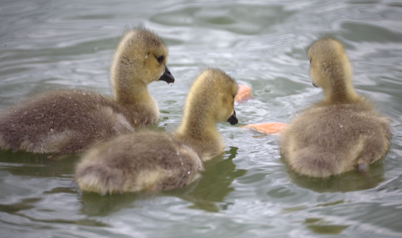 Canada Goose gosling