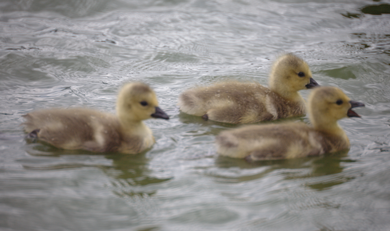 Canada Goose goslings