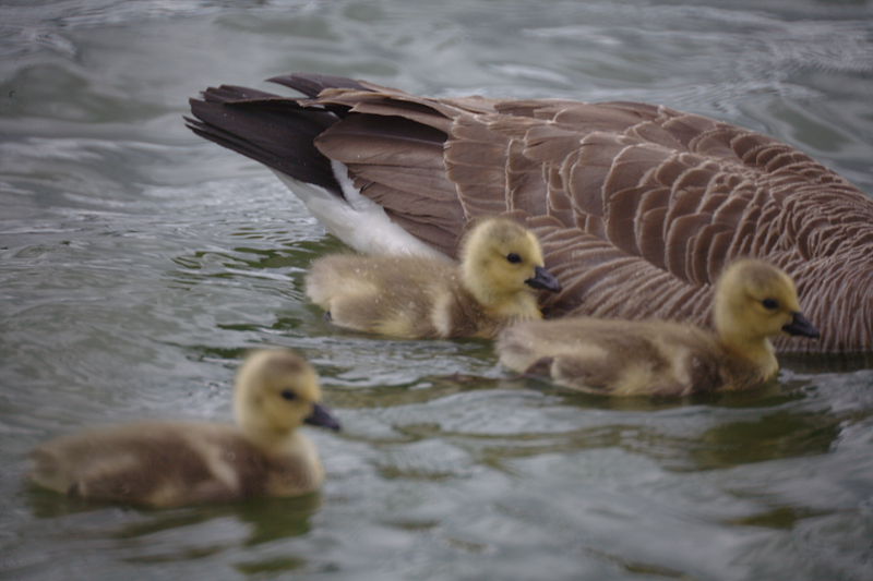 Canada Goose goslings