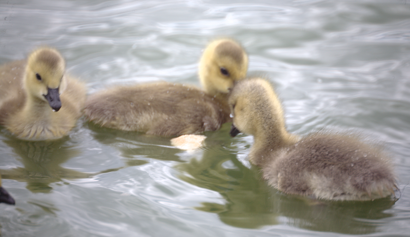 Canada Goose goslings