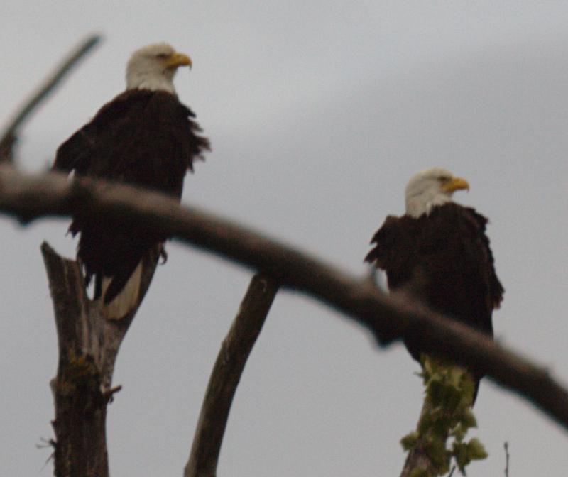 Bald Eagles