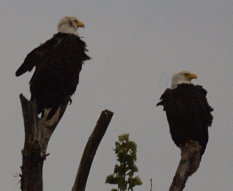 Bald Eagles