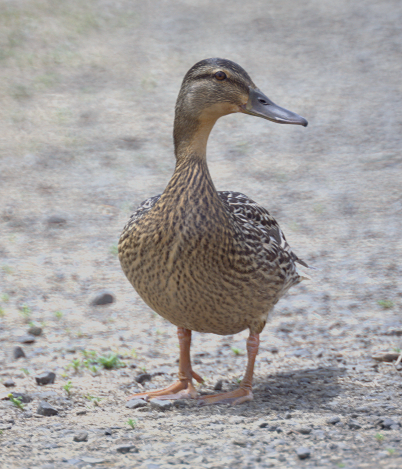 Female Northern Pintail Duck