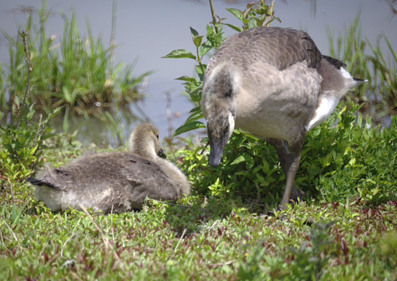 Canada Goose goslings