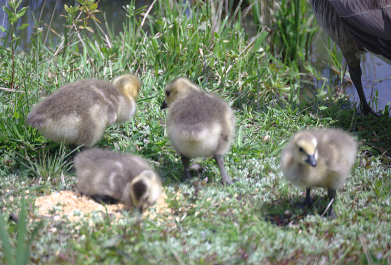 Canada Goose goslings