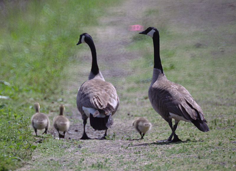 Canada Goose goslings