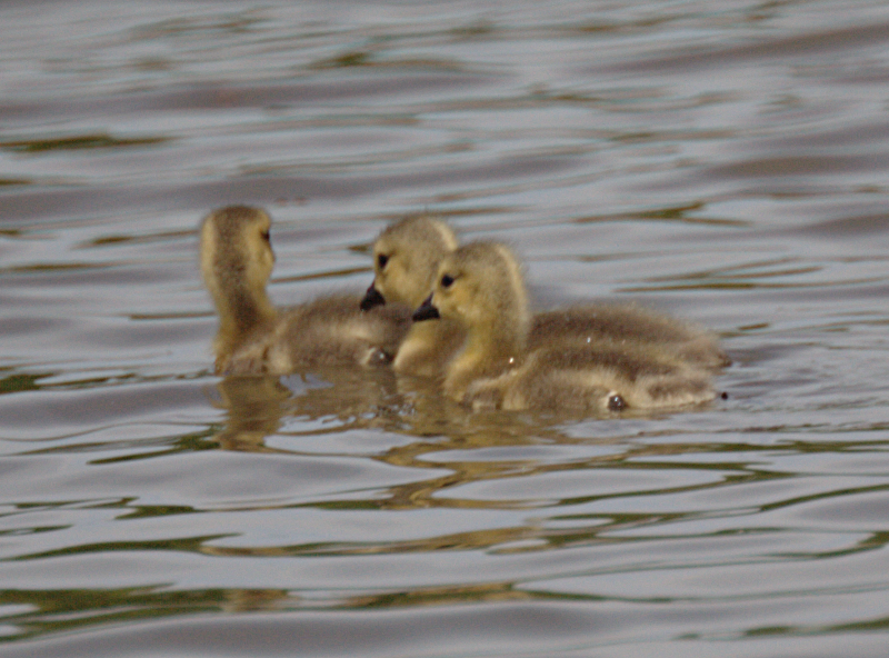Canada Goose goslings