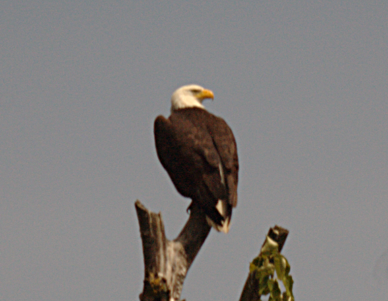 Bald Eagle