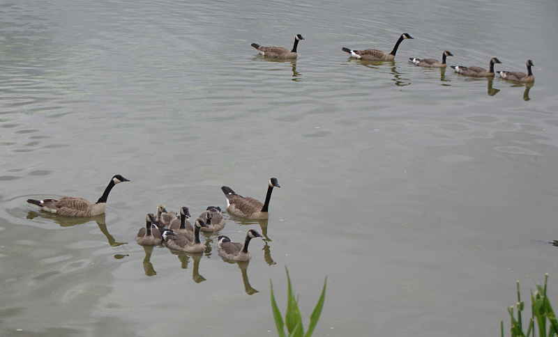 Canada Goose goslings