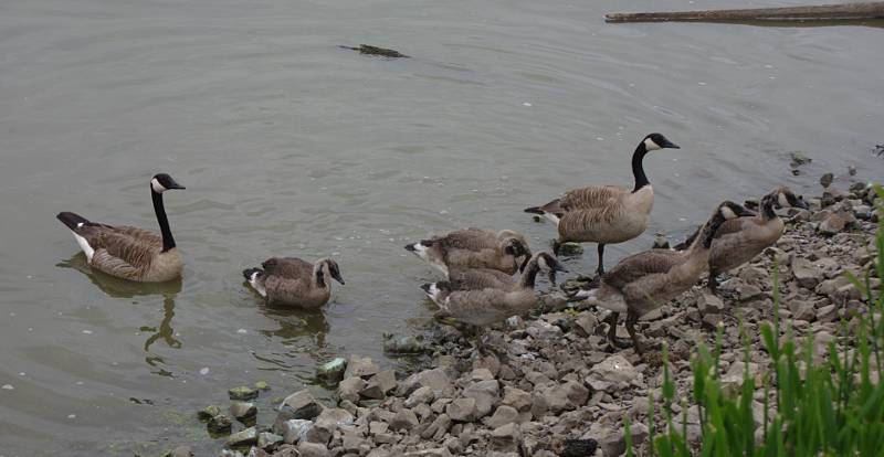 Canada Goose goslings