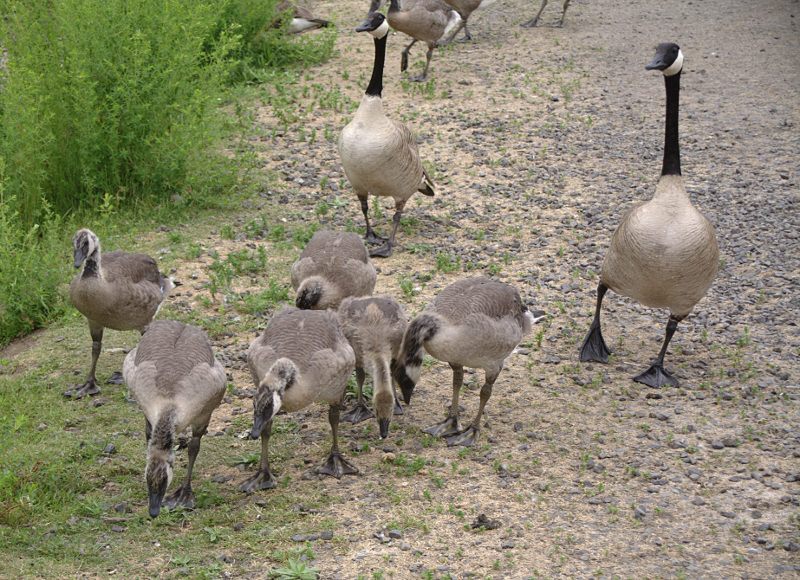 Canada Goose goslings
