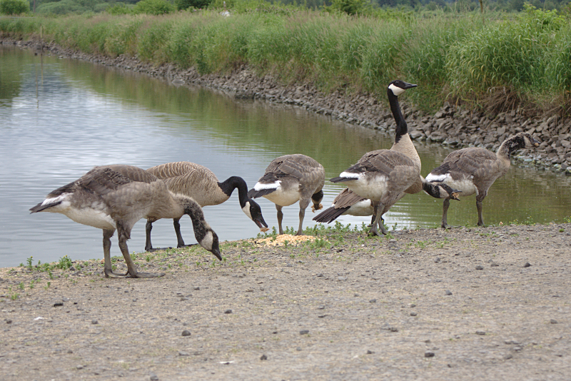 Canada Goose goslings
