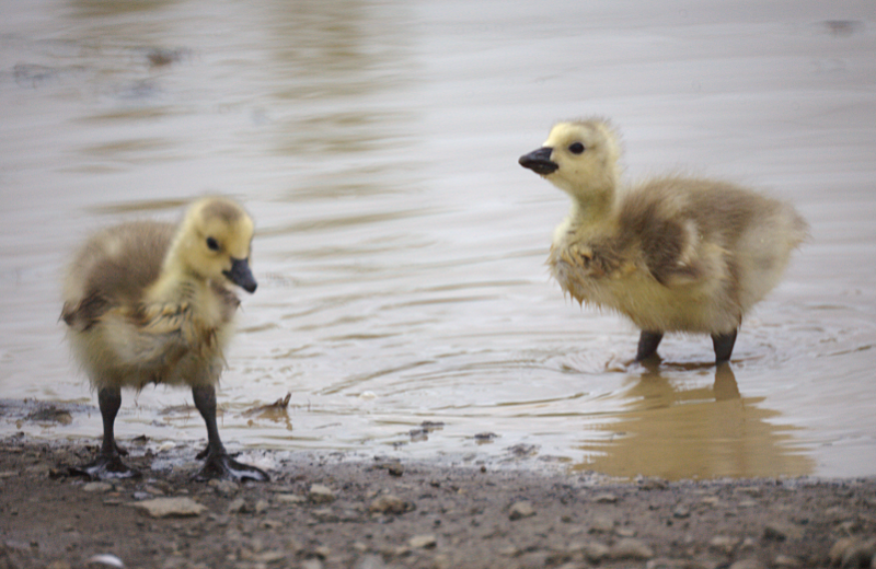 Canada Goose goslings