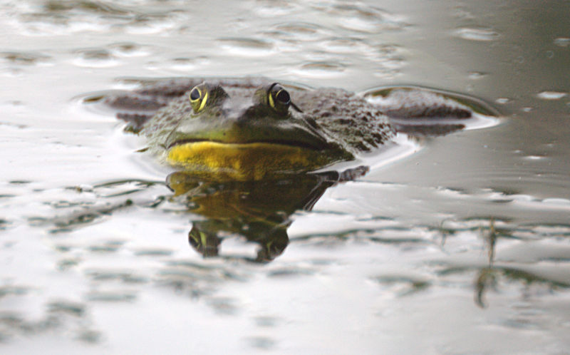 Canada Goose goslings