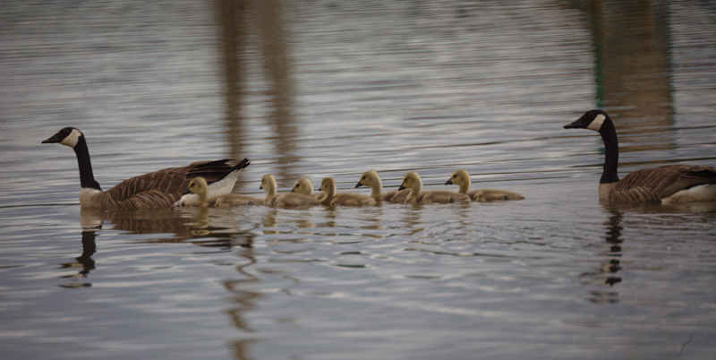 Canada Goose goslings